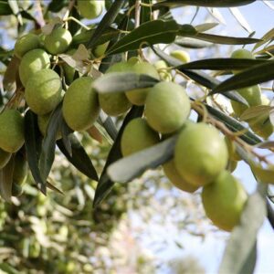 Golden Harvest Olive Oil – Gift Set