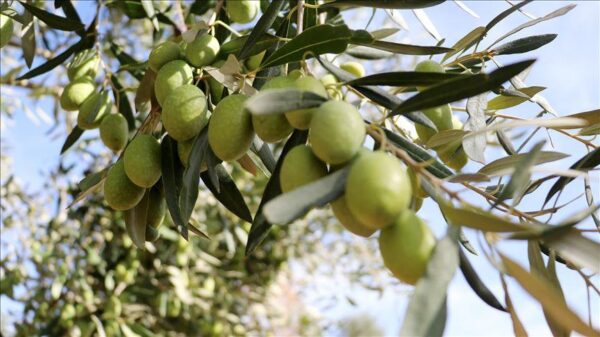 Premium Extra Virgin Olive Oil – 250ml - Image 2