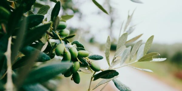 Extra Virgin Olive Oil – 2L Tin - Image 2